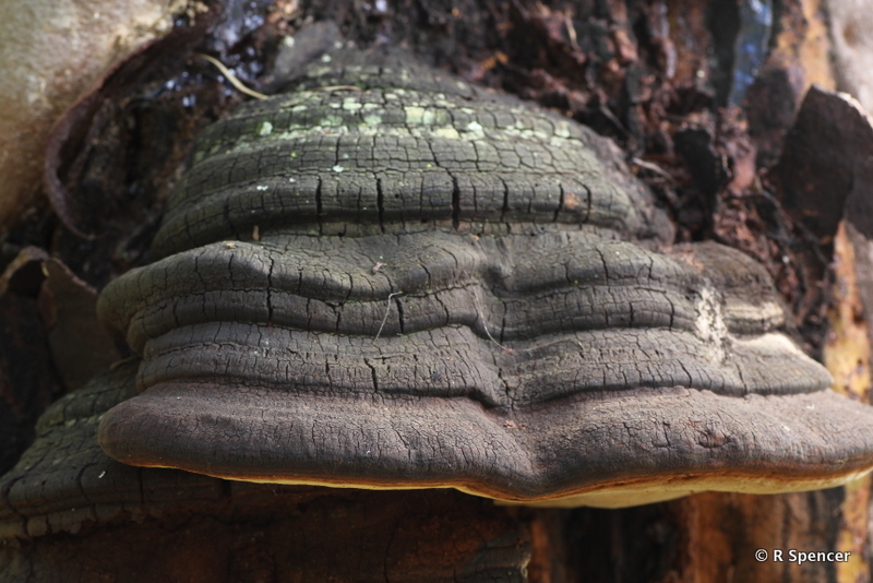 This old Bracket fungus is a 'brown rotter'. The tissue tends to break down into little squares. This specimen is growing on a Eucalypt in the Horizon Drive Reserve.