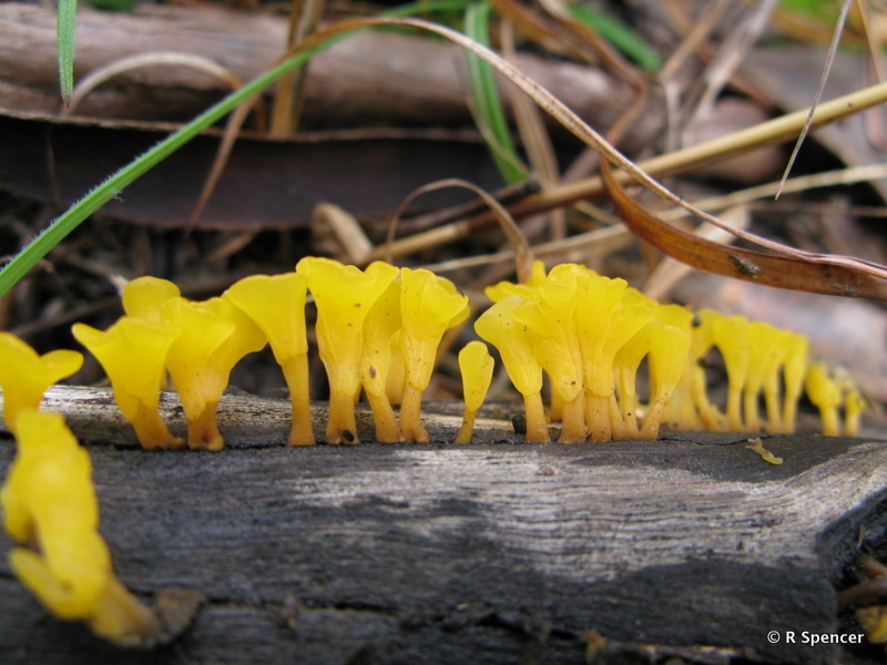 A pretty yellow jelly fungus from Pooh Corner 